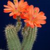 Echinocereus_matthesianus